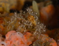   hydriod crab  